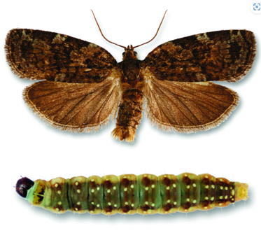Close-up photos of an eastern spruce budworm in adult and caterpillar forms